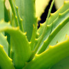 Aloes zwyczajny w doniczce